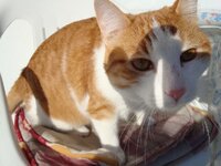 Χριστουγεννα-08 063 α.jpg