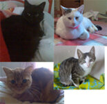 Εικόνα002 copy.jpg