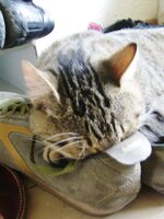 10os 08 papoutsi.JPG