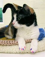 080304-PetsDeclawing-vmed-11a.widec.jpg