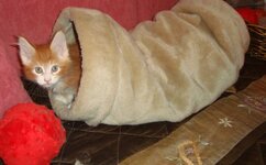 domino8weeks (4).JPG