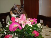 Μυρτουλα παρανυφακι 001 α.jpg