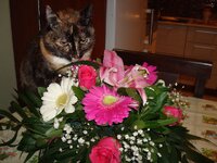 Μυρτουλα παρανυφακι 002 α.jpg