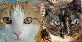 Αρης-Μυρτω Πανοραμα 2.jpg