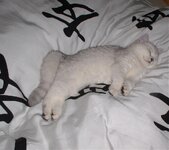 astiimbett3 Kopie.jpg