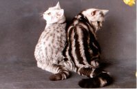 getupft gestromt_s.jpg