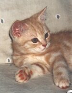creme-silber-tabby-gestromt.200x257.jpg