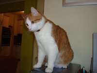 Φωτο Αρη 30-1-09 001 α.jpg