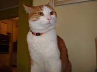 Φωτο Αρη 30-1-09 002 α.jpg