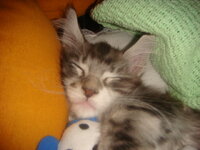 Duran and Cammy 204.jpg