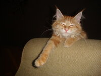 Duran and Cammy 258.jpg