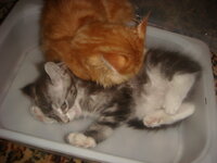 Duran and Cammy 184.jpg