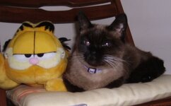 Picture-zoa 020-mao-1.jpg