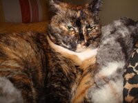 Μυρτούλα 7-2-09 015 α.jpg