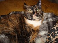 Μυρτούλα 7-2-09 016 α.jpg