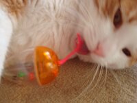 Αρης 8-02-09 003 α.jpg