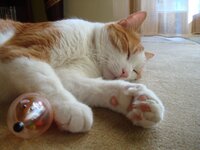 Αρης 8-02-09 002 α.jpg