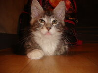 Duran and Cammy 126.jpg