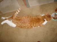 Πιχινί 10-02-09 001 α.jpg