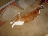 Πιχινί 10-02-09 002 α.jpg