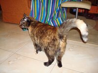 Πιχινί 10-02-09 003 α.jpg