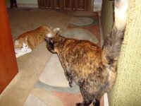 Πιχινί 10-02-09 004 α.jpg