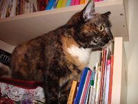 Η Μυρτούλα στην βιβλιοθήκη της κρεβατοκάμαρας 004 α.jpg