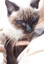 μικρη σιαμ.jpg