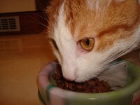 Τσικνοπέμπτη 19-02-09 002 β.jpg