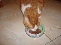 Τσικνοπέμπτη 19-02-09 003 β.jpg