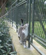 Gracie scent marking.jpg