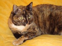 Μωράκια Ραίσας 21-2-09 002 α.jpg