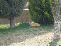 Καθαρά Δευτέρα 2009 010 α.jpg