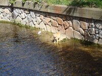 Καθαρά Δευτέρα 2009 020 α.jpg