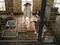 κυνοκομειο μεσα.jpg