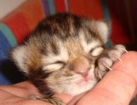 10-3-09210gr (3).jpg