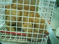 Mastermaint Kahmenoylis.jpg