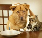 dog-and-cat-celebrating-birthday.jpg