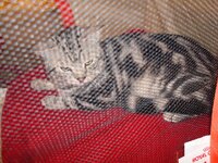 Αθηνα 3-2009 081 α.jpg