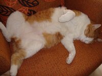 Τέντα 28-02-09 018 α.jpg