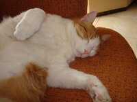 Τέντα 28-02-09 019 α.jpg