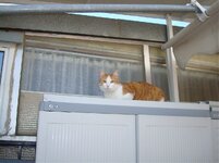 Τέντα 28-02-09 003 β.jpg