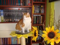 Τέντα 28-02-09 016 α.jpg