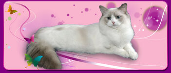 ragdoll_cat.jpg