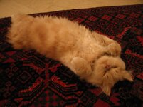 IMG_2297 Hel.min.jpg