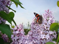 Πάσχα 2009 054 α.jpg