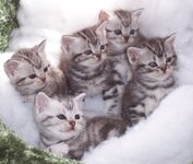 American_Shorthair-011.jpg