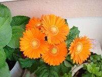 26-04-09 Χωριό 001 α.jpg