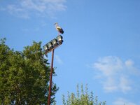 Πρωτομαγιά 2009 011 α.jpg