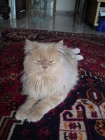 mini 4. DSC00075.jpg